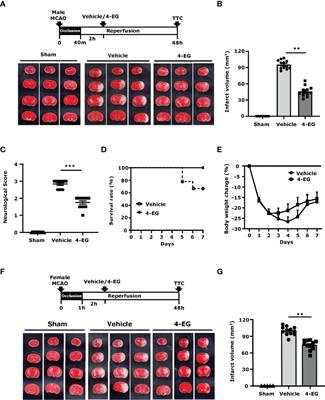 4-Ethylguaiacol Modulates Neuroinflammation and Promotes Heme Oxygenase-1 Expression to Ameliorate Brain Injury in Ischemic Stroke